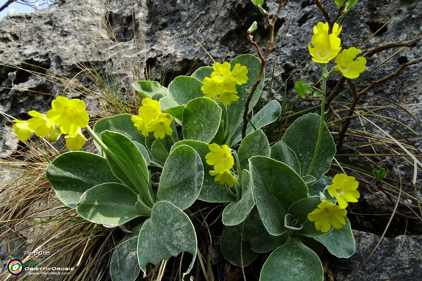 44 Primula orecchia d'orso (Primula auricola),.JPG